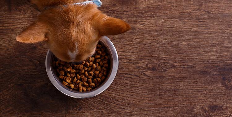 Chihuahua eating